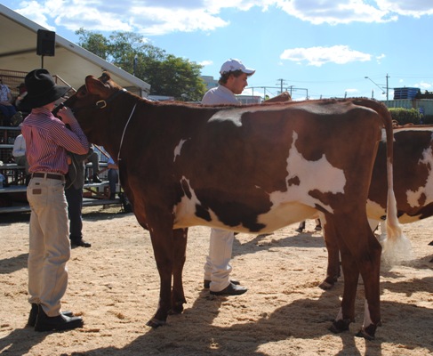 Bris 2014 Junior Champion lr Copy