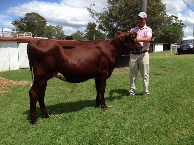 Beaudesert Calf Day Snr Champ 2016