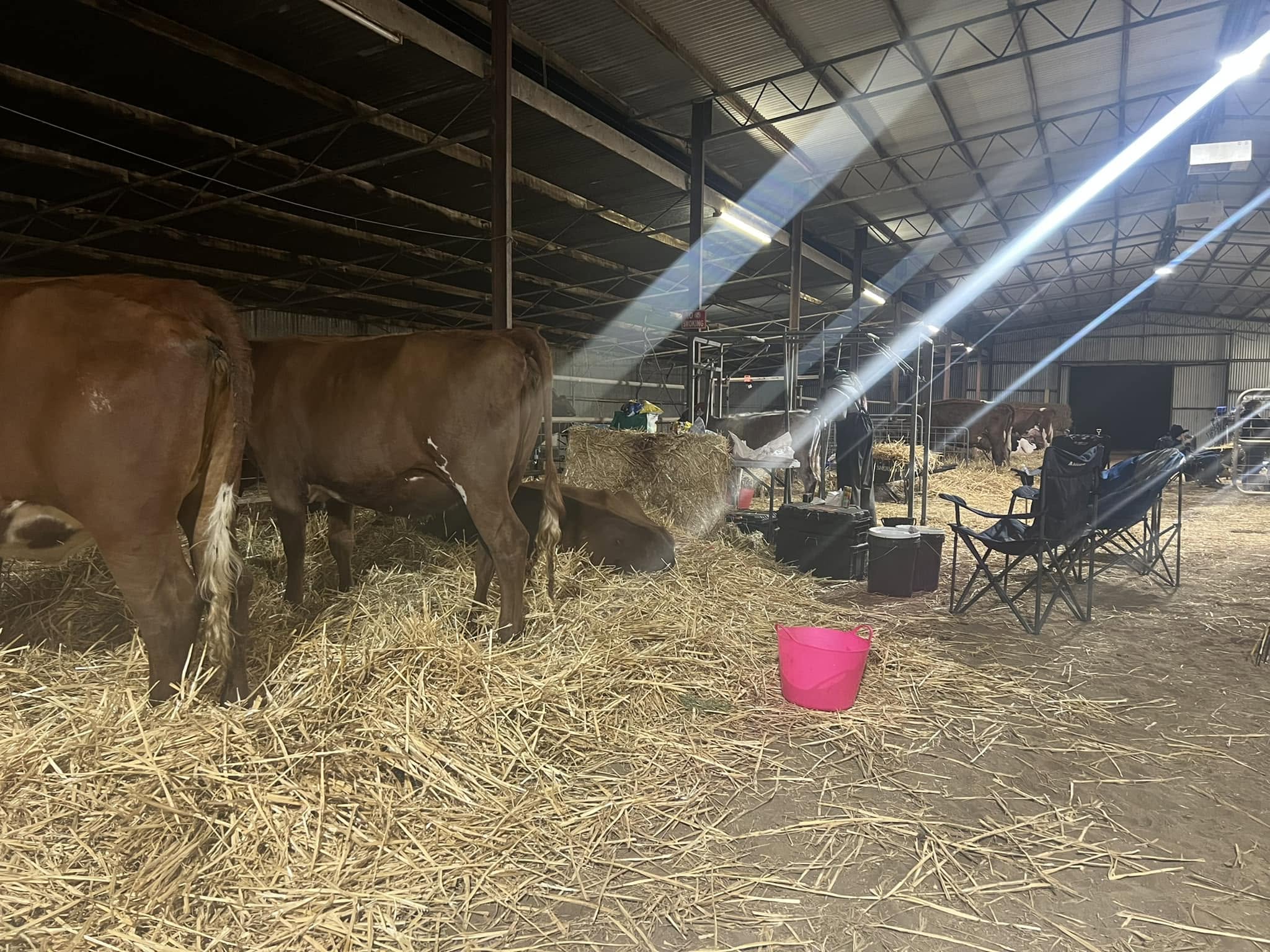 Camperdown Show 2022