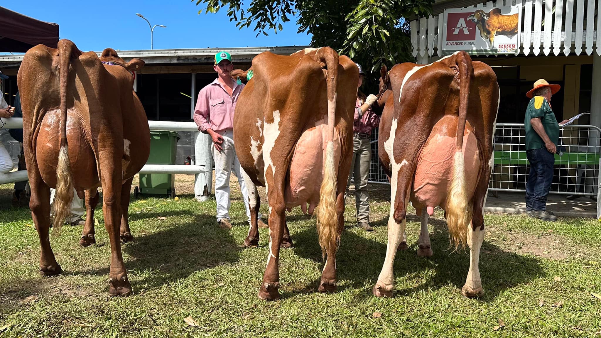 Champion cow line up Cairns Show jpg