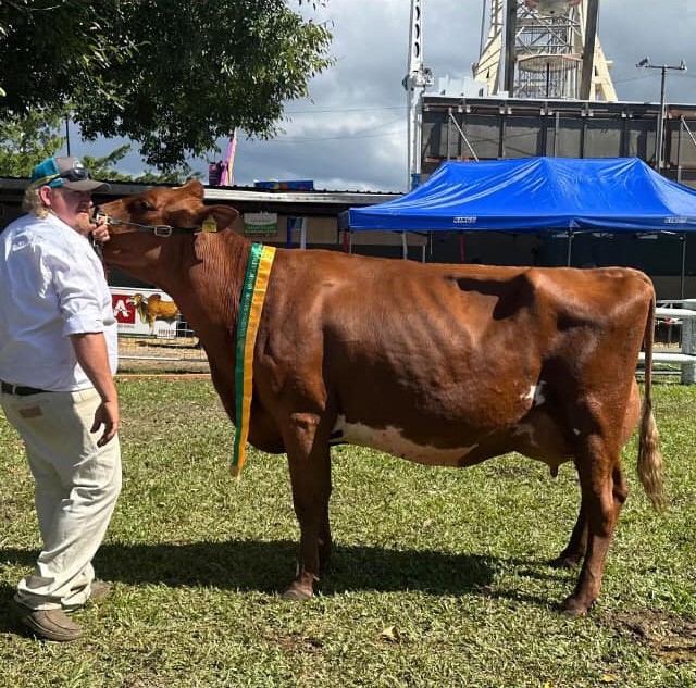 Supreme cow Cairns Eachamvale Precious 9