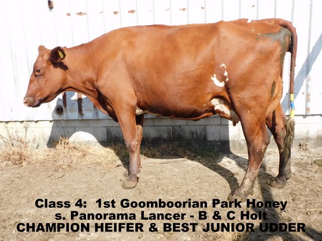 2024 qld ofc champ heifer junior best udder