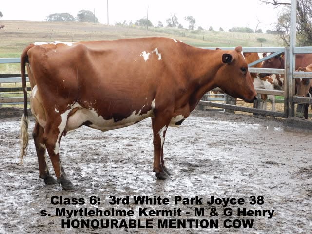 2024 qld ofc hon mention cow