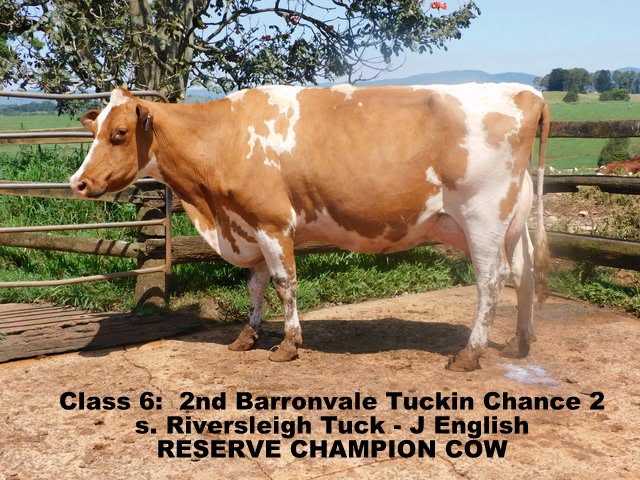 2024 qld ofc res champ cow