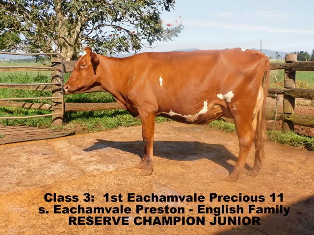 2024 qld ofc res champ heifer junior