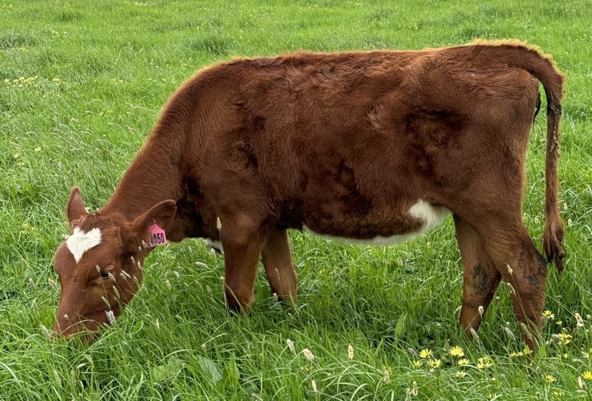 8 b 3