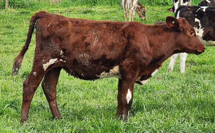 8b 6 w