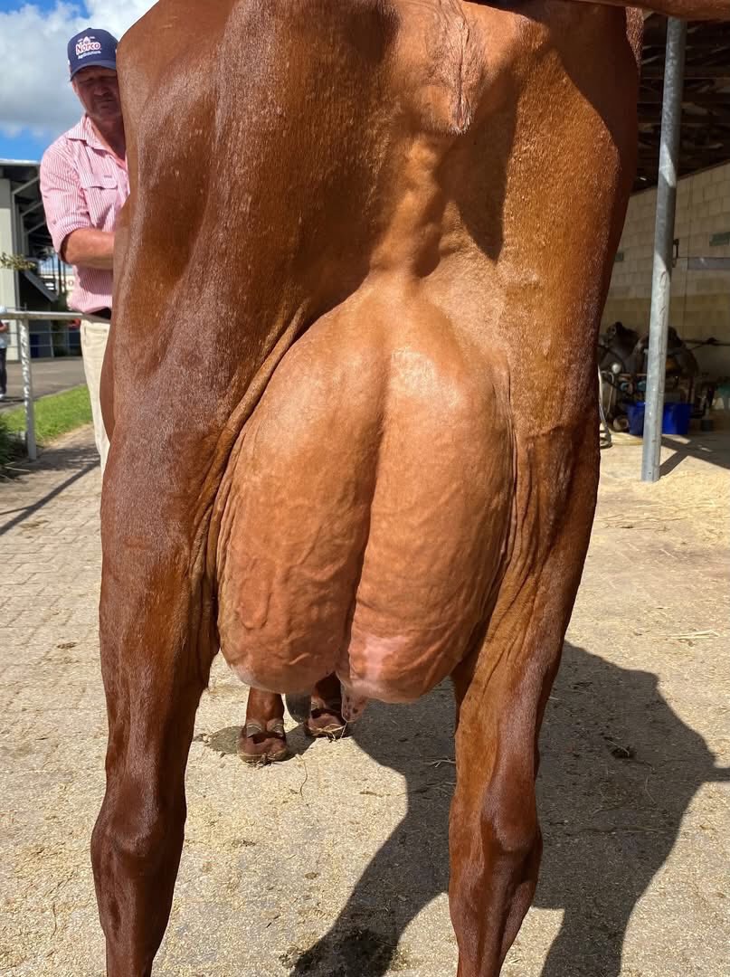 GS Ledger Family Riverwood Doris 51 Rear