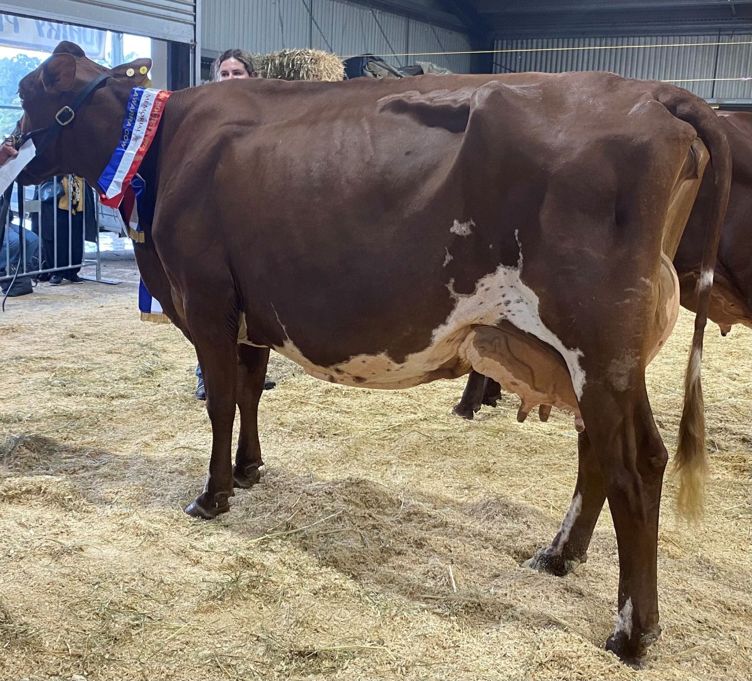 Champion Cow Panorama Tammy 38