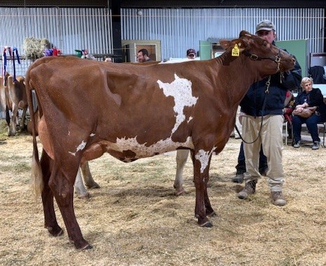 Supreme Champion Butterfat Heifer Riverwood Model 414