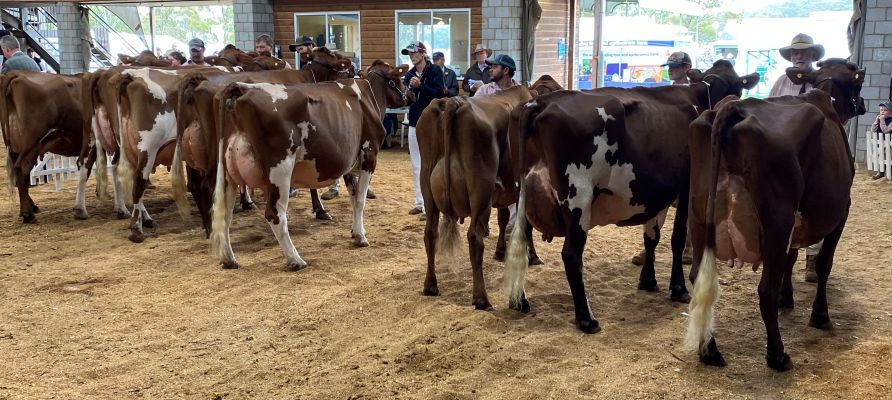 TS Champion Cow line up
