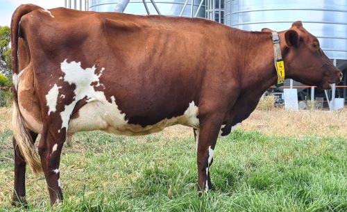 3. 1st. Springvale Duchess 30.1 resized