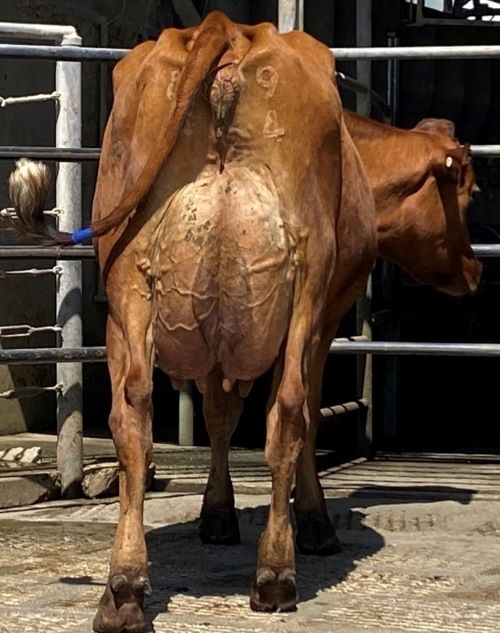 6. Best Udder Cluain.1 resized