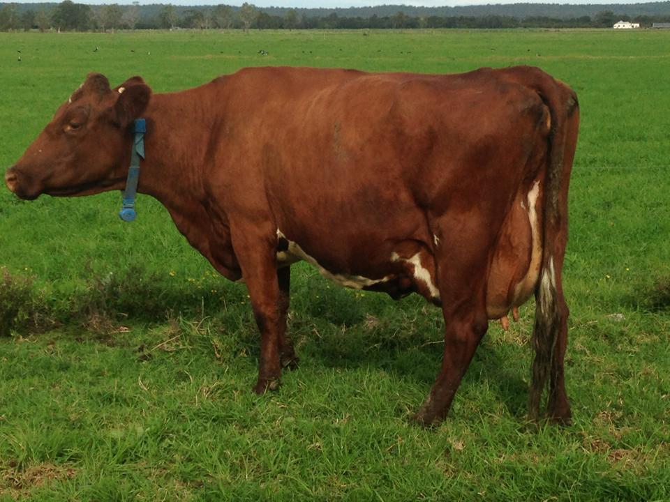 Kangawarra Gladys 2628 VG 88