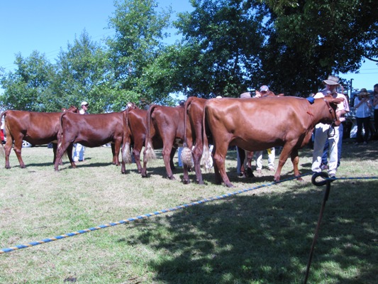 Heifer_U24mths_lr