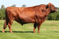 bigbrowncow.jpg